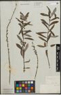 Foto von Salix purpurea L.